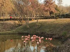 -合肥野生动物园