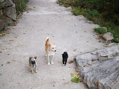 -大岭沟猕猴桃谷风景区