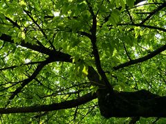 -成都市活水公园