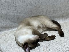 -藏猫猫咖啡主题馆(中央大道店)