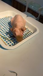 -Moni星球萌宠·小马宝莉·灵蛇·高端高阶全萌宠互动体验俱乐部(红豆国际广场店)