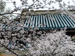 -武汉大学-樱园