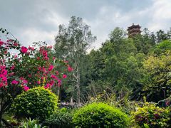 -深圳仙湖植物园