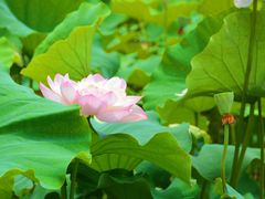 -荷塘月色湿地公园·向阳花洲