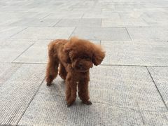-爱宠屋pet shop·宠物洗澡·宠物美容