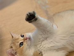 -猫腻·猫咖·撸猫馆(星光大道店)