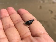 -北海金海湾红树林生态旅游区