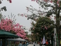 -百万葵园