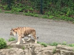 -大连森林动物园