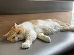 -喵园·猫主题咖啡厅·撸猫·猫咖(国贸店)