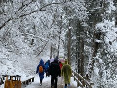 -黄龙山原始森林景区