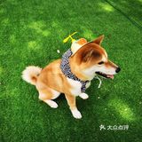 又是可以撸别人家狗子的一天🦴