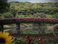-苏州上方山国家森林公园