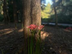 -杭州植物园