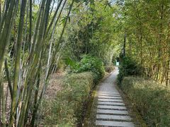 -大屏嶂森林公园