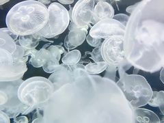 -绿色星球动物主题公园