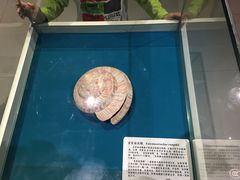 -青岛贝壳博物馆