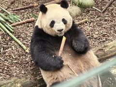 -都江堰中华大熊猫苑
