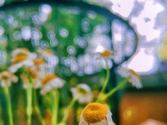 -扫雪煮茶(西村店)