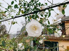 -悦哉·派对·草坪婚礼·围炉煮茶(三圣乡店)