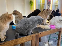 -猫小院猫主题餐厅(南锣旗舰店)