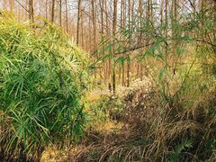 -桤木河湿地公园