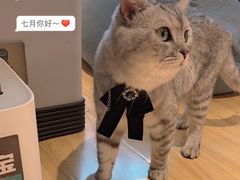 -啵啵喵·猫咖(攀华国际店)
