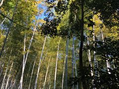 -上海佘山国家森林公园天马山园