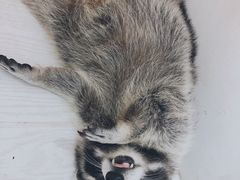 -浣熊柯尔鸭土拨鼠·电玩咖