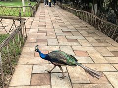 -昆明动物园