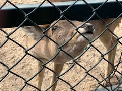-北京麋鹿生态实验中心