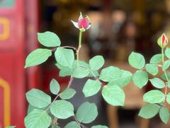 -大召寺明清一条街