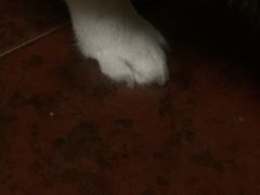 -1013 PET SHOP 宠物商店(近铁城市广场店)