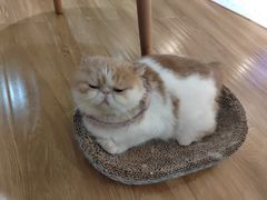 -滚猫咖啡·猫咖·猫友好撸猫(未来城店)
