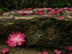 -桃花涧
