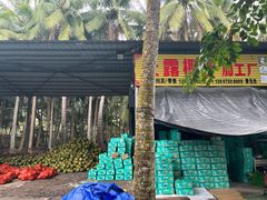 -东郊椰林
