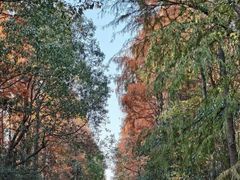 -上海海湾国家森林公园