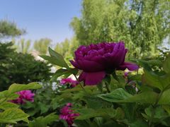 -莲花池公园