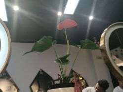 -魔型社