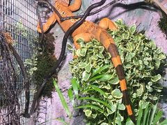 -上海大自然野生昆虫馆(东方明珠·爬宠昆虫探索中心)