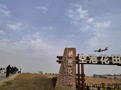 -空港花田景区