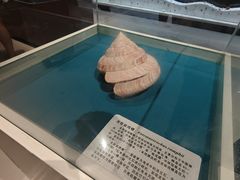 -青岛贝壳博物馆