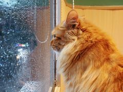 -绒爪撸猫下午茶·猫咖