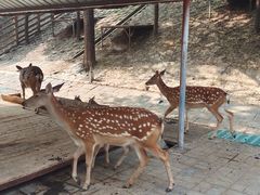 -北京鹿世界主题园