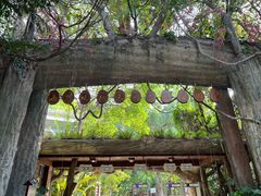 -西双版纳原始森林公园