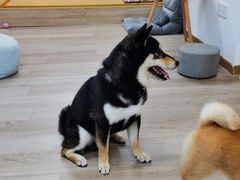 -柴迷FANS CLUB·柴犬狗咖·猫咖