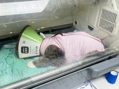 -瑞派紫金宠物医院24小时·骨科·中兽医·重症转诊中心(番禺大石院)