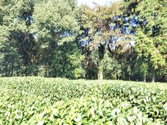 -西湖风景区十里琅珰-五云山