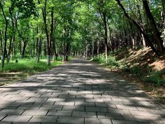 -云岗森林公园