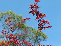 -瑶湖郊野森林公园
